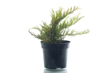Small decorative juniper bush in a container