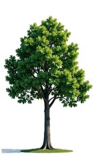 Obraz premium Single oak tree against a stark white backdrop, oak, weathered, tree