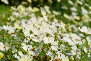 陽光に揺れる白いコスモス