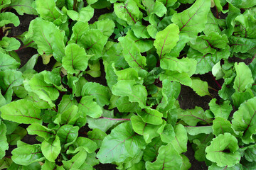 Close-up of Lush Beet Greens in a Garden