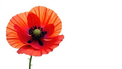 Single poppy flower on white background with details, isolated, single