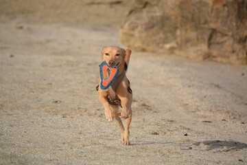 Labrador Podenco Mix spielend am Donaustrand mit Frisbeescheibe