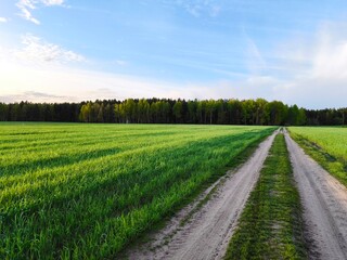 rural road in the middle of a green meadow. Beautiful green meadow, surrounded by a spring forest. Bright, lush, green natural landscape.