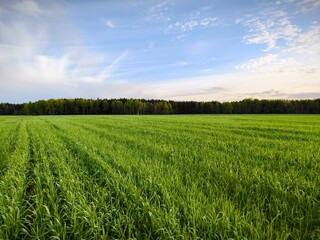 Obraz premium Beautiful Landscape nature background image of spring nature with surrounded by trees against a blue sky sunny day. Lush green field