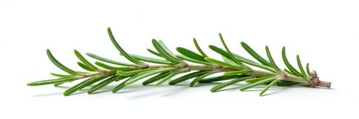Fototapeta premium Single sprig of rosemary isolated against white background, rosemary, plant, botanical