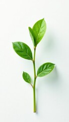 Obraz premium Single sprout against a plain white background with subtle texture, isolated, greenery, plant