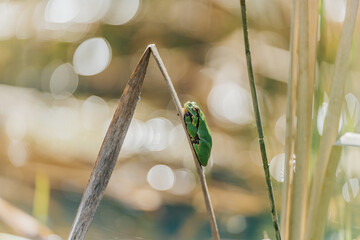 Tiny green tree frog clinging to dry reed in sunny wetland, shallow depth of field. A vibrant green frog perched on a dry reed stalk in a sunlit wetland environment. Close-up, Soft bokeh.