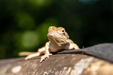 Close up on pogona sunbathing, beautiful animal