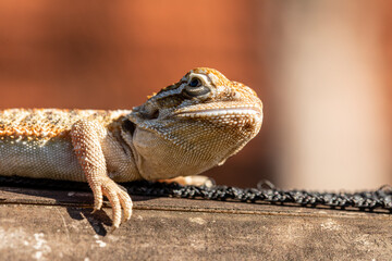 Close up on pogona sunbathing, beautiful animal