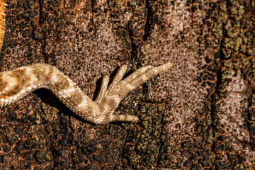 Close up on pogona sunbathing, beautiful animal