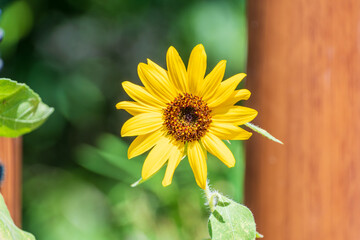 夏の日差しに咲くヒマワリ