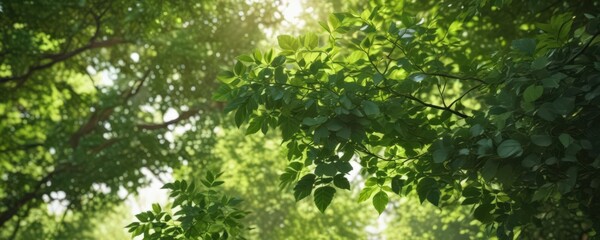 Soft, blurred green leaves, dappled sunlight, lush foliage, forest,  soft focus