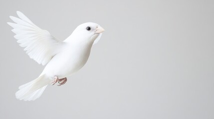 Fototapeta premium White bird in flight against a plain backdrop