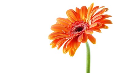 Fresh Flower Photography Images Against a Simple White Background: Modern, Elegant, and Minimalist Design for Creative Projects