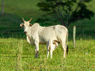 Cow suckling calf on the lawn on a sunny day © Murilo