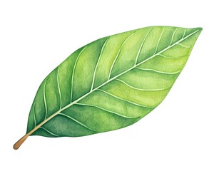 Obraz premium Watercolor painting of a single, vibrant green leaf with prominent veins, isolated on white background
