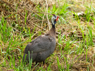 Angola hen walking on the farm lawn