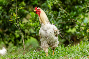 Free range chicken on a traditional poultry farm