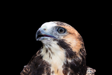 The white-tailed hawk (Geranoaetus albicaudatus) is a large bird of prey species found in tropical...