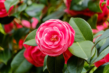 ピンクの八重咲き椿のクローズアップ