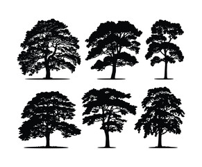 Fototapeta premium Hornbeam Tree Silhouette EPS Template Collection