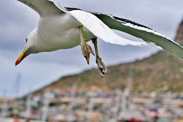 Nahaufnahme Möve im Flug