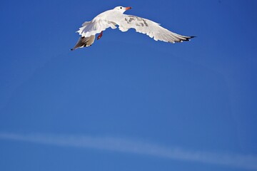 Möwe im Flug