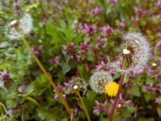 Close up wild dandelion flowers seed macro shot of dandelion peppered with many white seeds background photo flowers nature gift card backdrop beautiful wallpaper