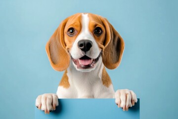 Dog holding sign. Isolated pup on a solid attire blue background. Puppy sign photo. Studio dog promo. Studio setup with pet. &ETH;&iexcl;ute dog beagle hold in front paws a layout - large blue way sig.