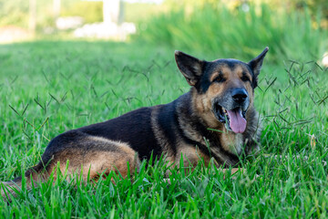 Beautiful elderly German Shepherd dog resting on the grass.