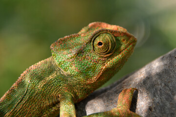 Camäleon im Garten