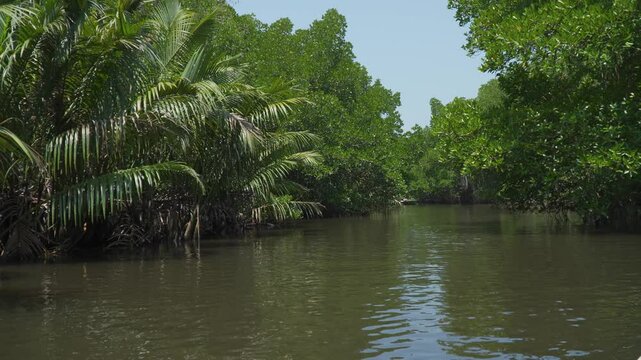 Explore the beauty of Bentota's river safari in Sri Lanka lush landscape