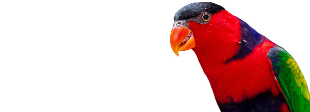 Lorius lory posing for photos with white background.