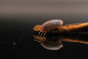 isopods woodlouse pill bugs merulanella sp vietnam