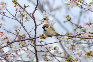 桜の枝にとまるスズメ