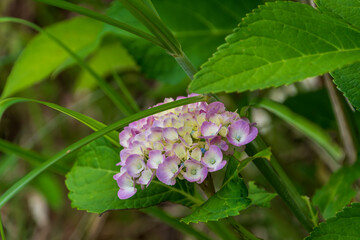 葉に囲まれた薄紫色のアジサイ