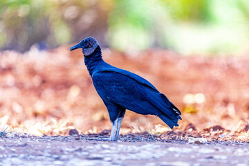 CLose up of vulture on dirt floor