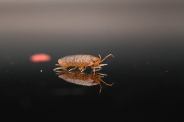 isopods woodlouse pill bugs merulanella sp vietnam
