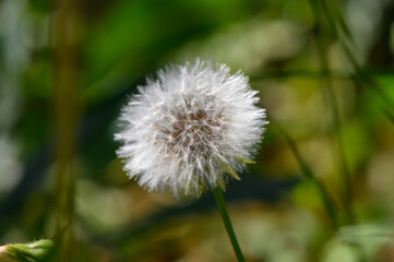 Fototapeta premium A bright yellow dandelion in full bloom stands out against a lush green grass background. This common wildflower symbolizes spring, freshness, and natural simplicity in outdoor environments.