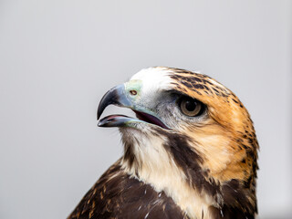 The white-tailed hawk (Geranoaetus albicaudatus) is a large bird of prey species found in tropical or subtropical environments across the Americas.