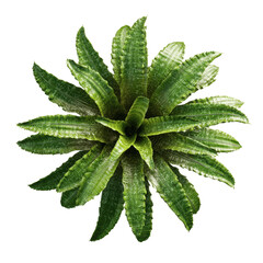 Aerial View of a Billbergia Pyramidalis 'Fantasia' Bromeliad