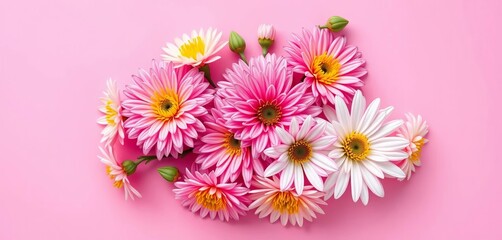 Fresh chrysanthemum blossoms artfully arranged on a pink background, mimicking a paintbrush stroke,  flower backdrop,  illustration