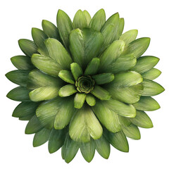Aerial View of a Bromeliad Plant, Showing Symmetrical Pattern of Leaves