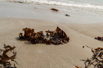Kelp washed up on ballywalter beach