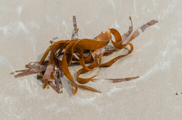 Kelp washed up on ballywalter beach
