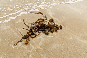 Obraz premium Kelp washed up on ballywalter beach