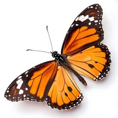 butterfly on a flower