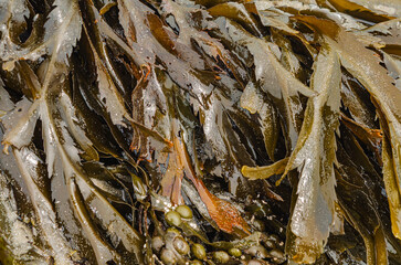 Close up of brown seaweed on Ballywalter beach