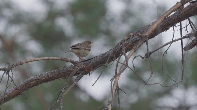Tree Pipit (Anthus trivialis).  Close-up of a bird sitting on a tree branch.
