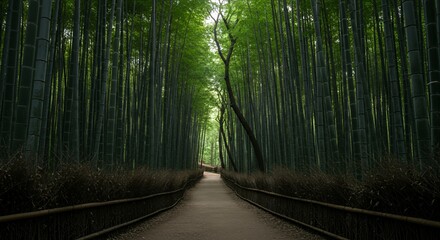 Serene Path Through the Majestic Arashiyama Bamboo Grove, Kyoto, Japan